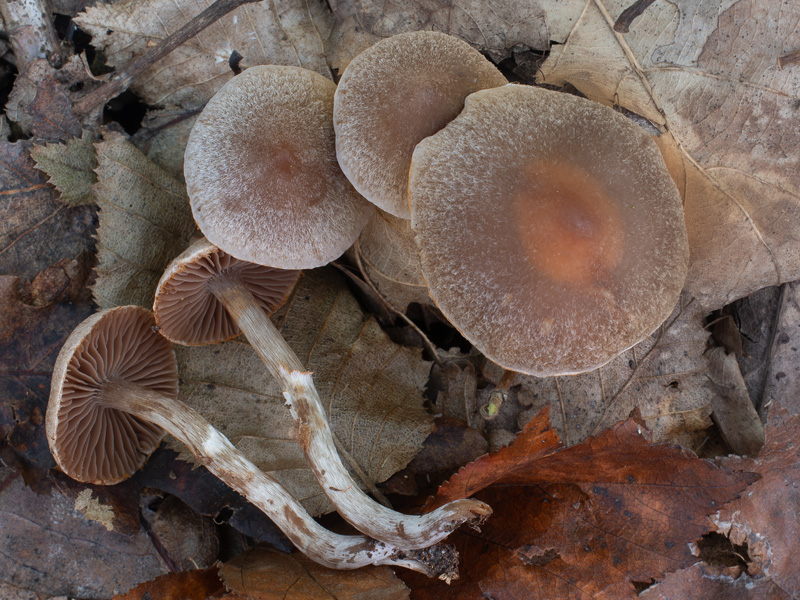 Cortinarius fagetorum Cortinarius fagetorum